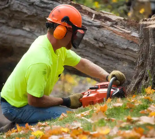 tree services Vienna Bend